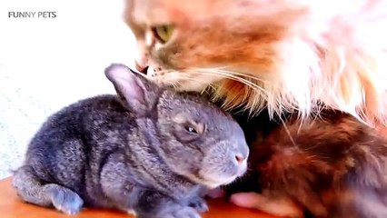 Cats and Rabbits Playing Together [Funny Pets]