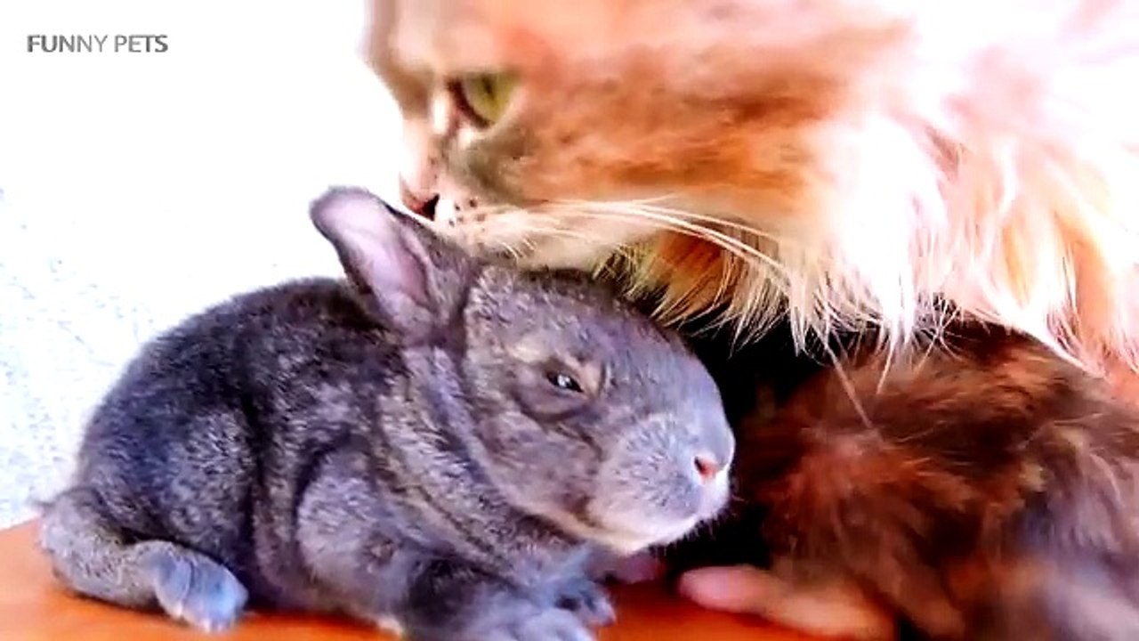 Cats and Rabbits Playing Together [Funny Pets]