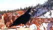 Raven Crow Crazy Bird Talking Speaking National Park