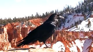 Raven Crow Crazy Bird Talking Speaking National Park