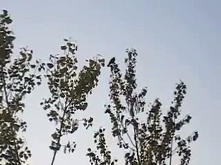 Two birds talking to each other on a spring morning in Minnesota