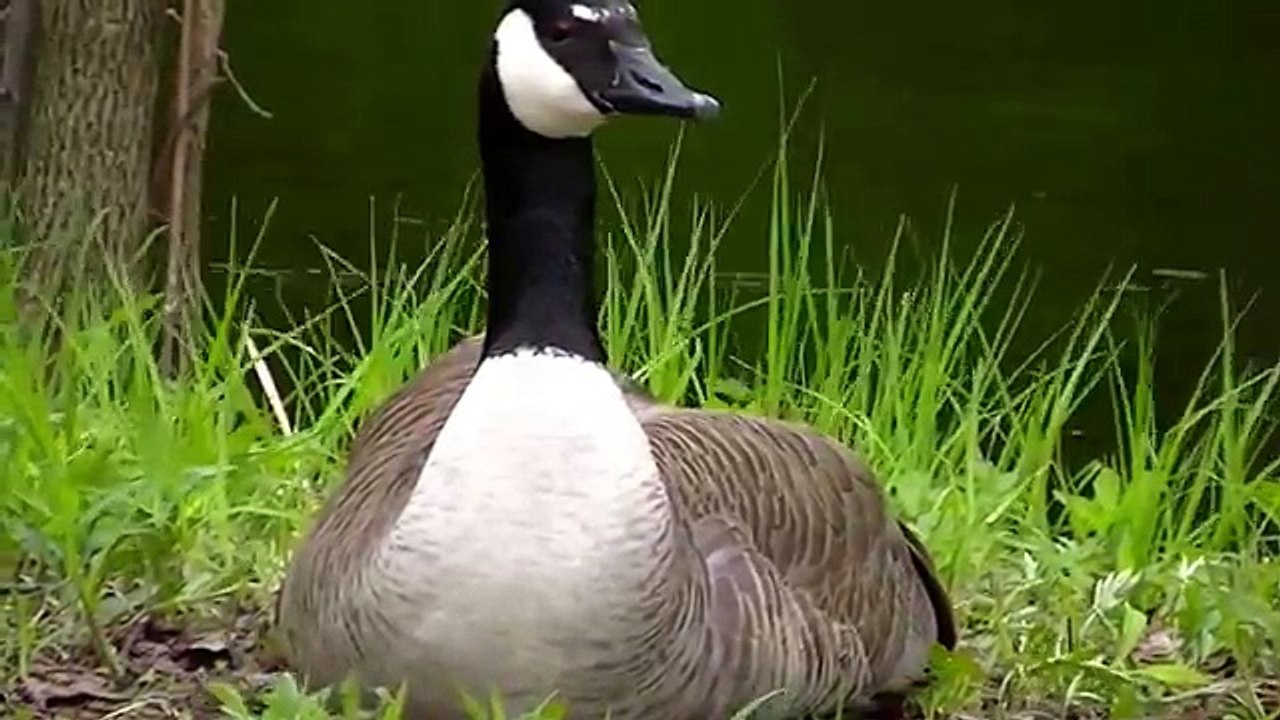 MUST SEE Amazing Nature in HD !