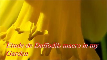 Singing Cardinal Bluebirds and Flowers with Spring Colors in HD (Close up macro)