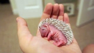 7 Day Old Hedgehog Takes a Nap