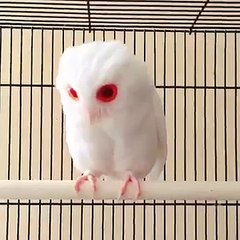One of the most fabulous creatures : The Red Eyed Albino Owl