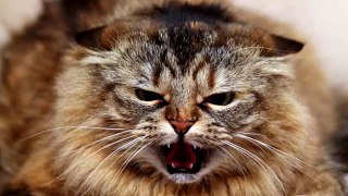 Angry Cat Sounds and Pictures Prank Your Dog Excite Your Dog