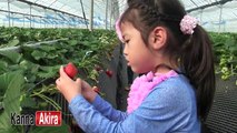 Kan & AKi new イチゴがり♥ Strawberry Picking with Kan & Aki new
