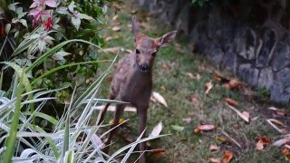 Baby deer calling for mom to come back, while waiting in garden playpen.