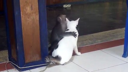 Monkey kissing a cat WATCH IT, you might learn a thing or two ;o)