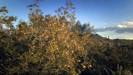 Wild and the West - Nature Documentary