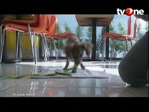 TK Anjing, Ajarkan Etika Dasar dan Tata Krama untuk Anjing