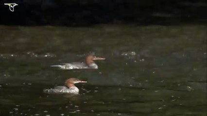 Common Merganser