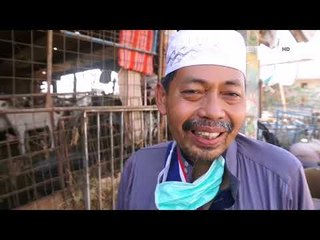 Serunya Memilih Kambing Dam - NET5