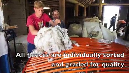 Merino sheep shearing, Australia.