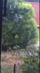 Identify This Bird in Australia 🐦