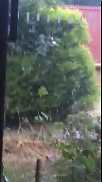 What type of bird is this? (Australia)