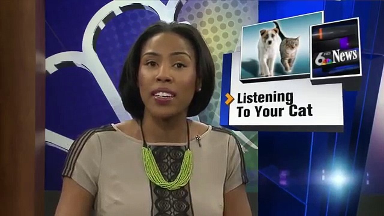 Cat Linguistics: What Your Cats Sounds Mean