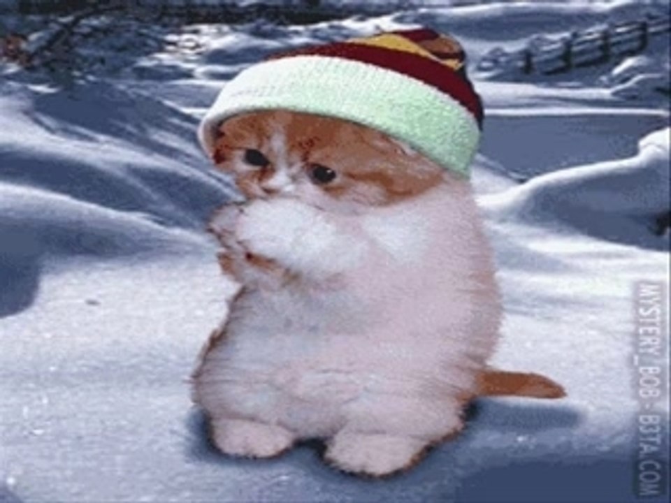 Animaux droles mdr
