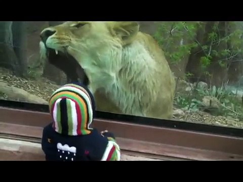 Lioness tries to eat baby at the zoo.