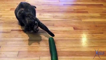 Gatos vs Pepino