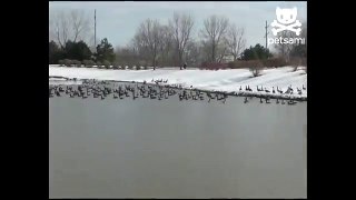 Man silences hundreds of geese