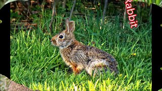 Rabbit: Animals for Children Kids Videos Kindergarten Preschool Learning Toddlers Sounds S