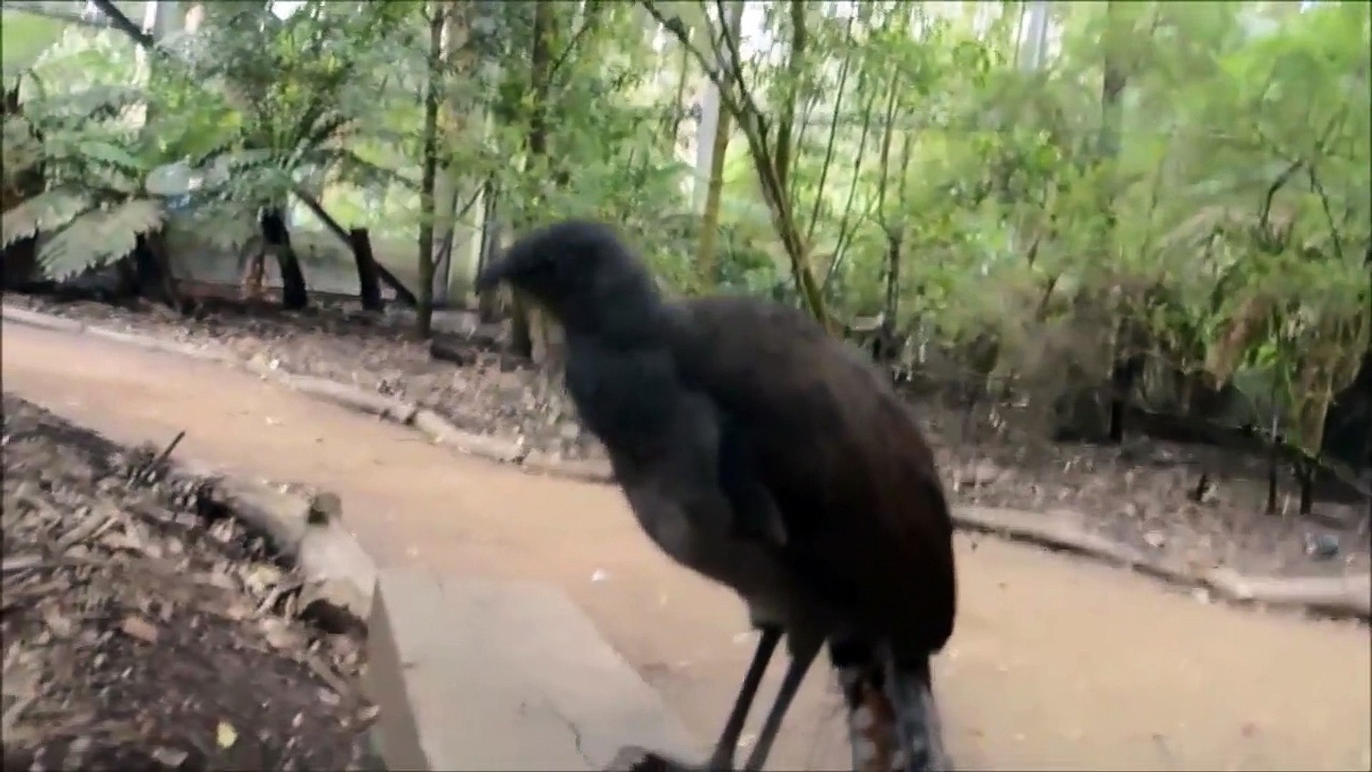 ⁣Bird sounds just like a laser