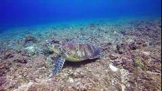 Green Turtle Free Stock Video Footage Download Clips Nature
