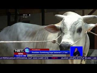 Sapi Kurban Pilihan Presiden Jokowi Memiliki Bobot 1,1 Ton - NET 12