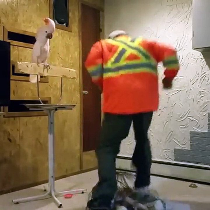 The Cockatoo