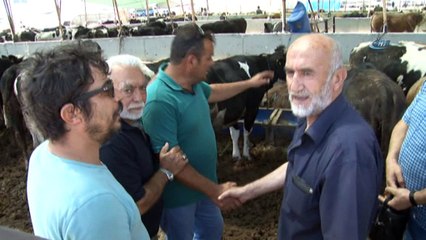 Konya'da kurbanlıklar alıcılarını bekliyor