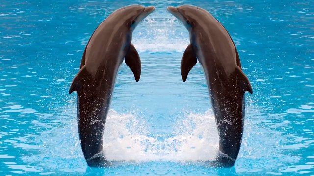 All About Dolphins ➤ Amazing Human help Mom Dolphin give birth to Twin in Hawaii Reproduction in Animals