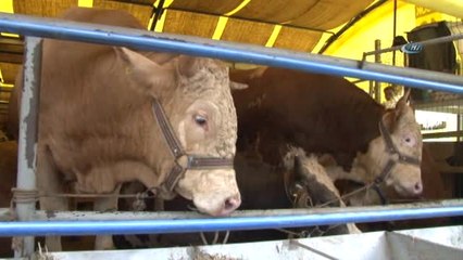 Bu da En Küçük Kurbanlık... Kurban Pazarının 150 Kiloluk Minik Danası, Vatandaşların İlgi Odağı Oldu
