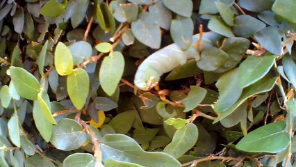 Bicho da seda (Bio Enigma).