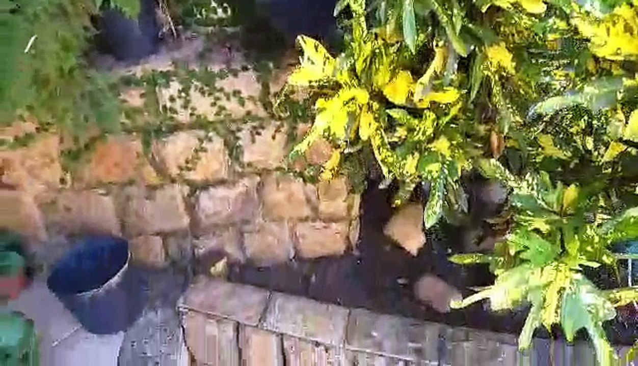 canteiro jardinagem