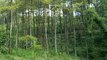 Menikmati Keindahan Hutan Pinus Bendosari di Malang