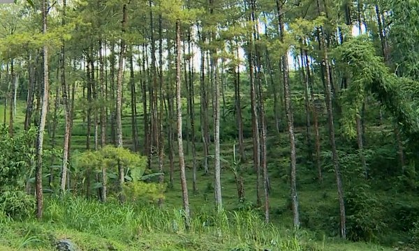 Menikmati Keindahan Hutan Pinus Bendosari di Malang