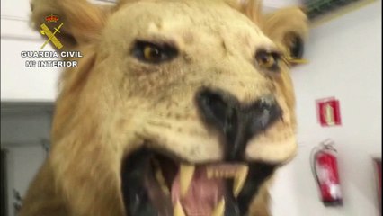 SEPRONA de la Guardia Civil recupera en Barcelona un LEÓN africano disecado puesto a la venta en Internet