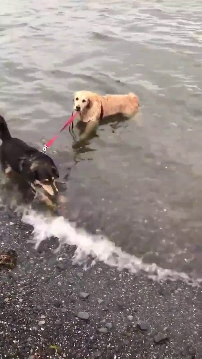Hilarant : un chien veut absolument nager avec son copain