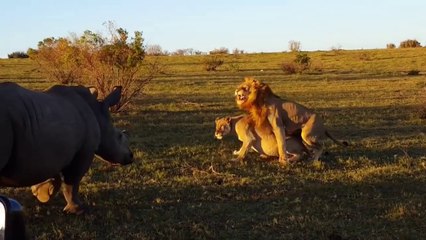 Un lion voulait choper sa lionne mais il a été perturbé par un rhinocéros