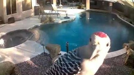 Pic vs Caméra de surveillance