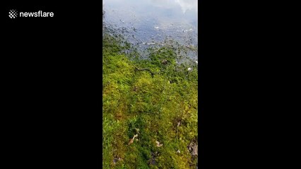 Man fishing for large-mouth bass hooks snake instead