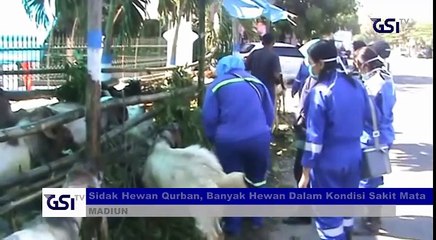 Sidak Hewan Qurban Banyak Hewan Dalam Kondisi Sakit Mata