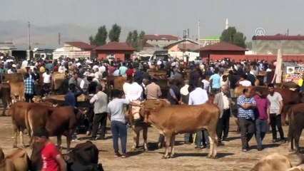 Hayvan pazarlarında sıkı pazarlıklar yaşanıyor - AĞRI