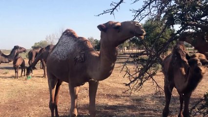 Kurbanlık develer alıcılarını bekliyor - ŞANLIURFA