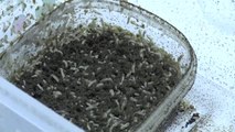 Sinek Larvaları Hastalara Şifa Oluyor