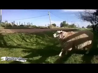 Kurban Bayramında Kesilmemek İçin Futbola Başlayan Koyun