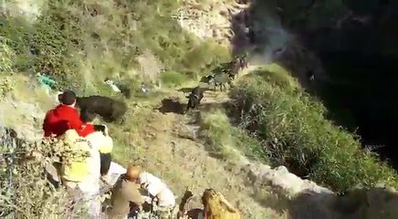 Último encierro del Pilón de Falces del 2018, con una cogida