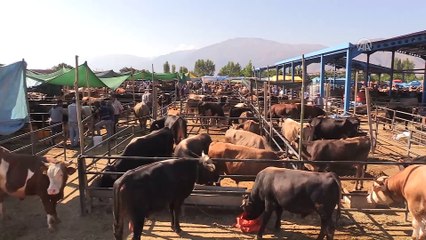 1,3 tonluk boğa 'Paşa' sahibini bekliyor - ERZİNCAN