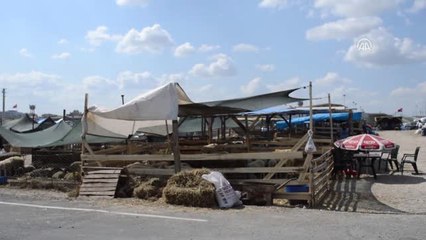 Kurbanlık Pazarının Gözdesi "Yasin"
